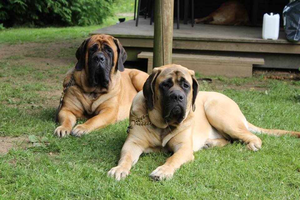 English mastiff